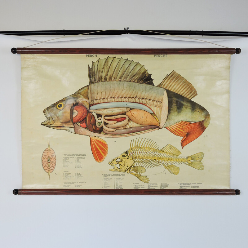 Póster de parede de anatomia de peixe vintage, 1970