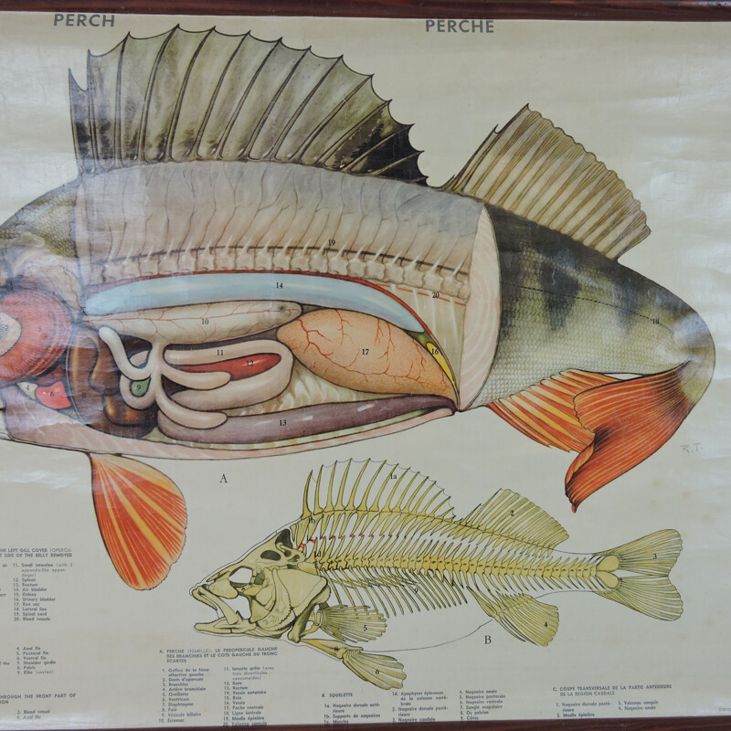 Affiche murale vintage anatomie de poisson, 1970