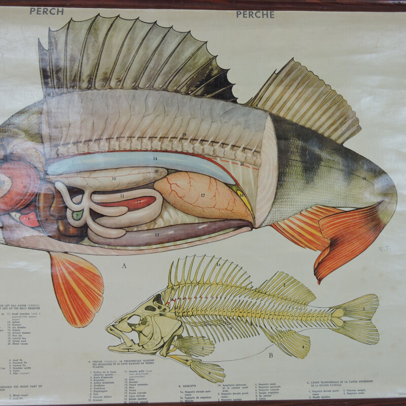 Poster murale d'epoca sull'anatomia dei pesci, 1970