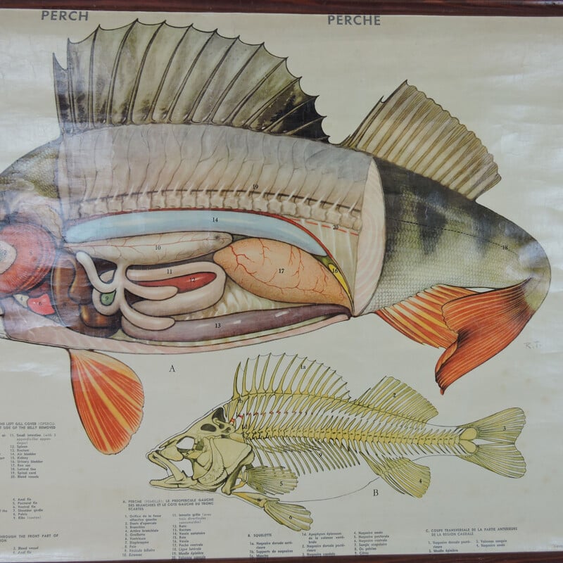 Vintage-Wandposter Anatomie eines Fisches, 1970