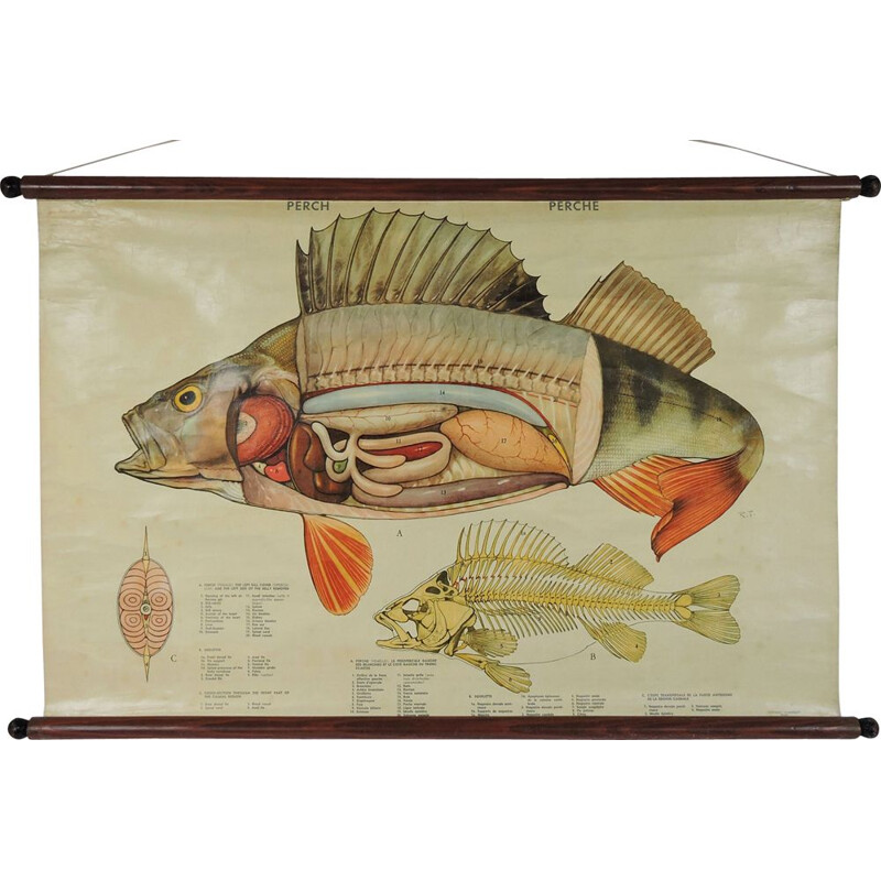 Poster murale d'epoca sull'anatomia dei pesci, 1970