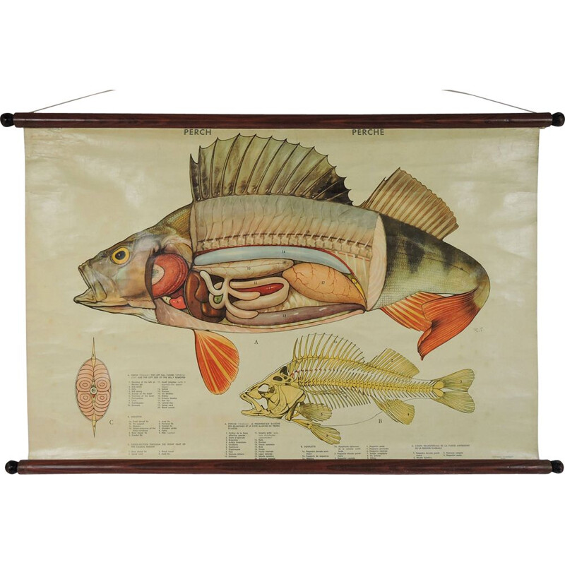 Vintage-Wandposter Anatomie eines Fisches, 1970